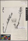 Foto von Salix variegata Franch.